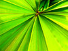 Nature's Angles
