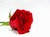 Red Rose 1