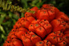 Orange Fruit