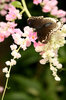 Pink flower & butterfly