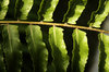 Green Leaf