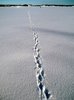 Fox trace on the ice