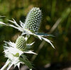 Thistle