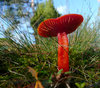 Red mushroom