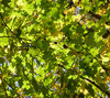 Green roof