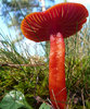 Red mushroom