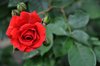 Red rose