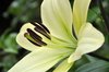 White lilium