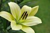 White Lilium