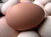 Fresh Country Egg