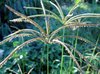 Wild Grain Stalks