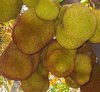 Large Jackfruit