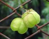 Garden Vine on a Chain Link Fe
