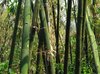 Green Bamboo Grove