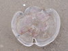 Dead Jelly Fish