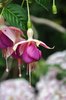 Fuchsias