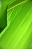 Banana leaf