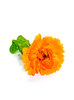 flower 2