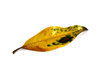 leaf 1