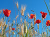 poppies 1