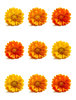 pop flower
