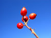 red berry