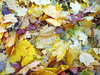 leafs