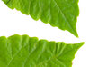 wallpaper