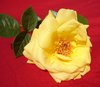 Yellow rose