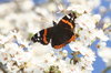 Butterfly at Rest