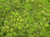 Needle tree texture