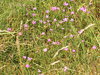Meadow texture