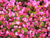 Flowerbed