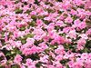Flowerbed