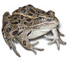 Frog on white background