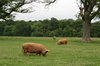 Tamworth pigs