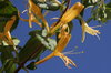 Honeysuckle