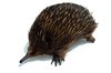 Echidna