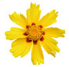Yellow flower