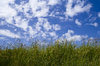 Grass and Sky