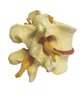 Lumbar Model degenerated