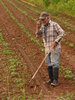 Farmer Clem & 21st C