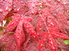Washed Red