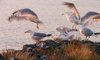 Ruffled Feathers