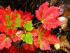 Fall Reigns