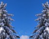 Winter Wonderland II
