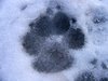 Dog-gone winter!
