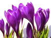 Crocus on white1