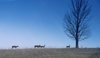 O Deer!
