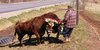 Oxen Pull